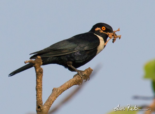 White-collared Starling